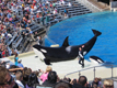 Orlando Sea World