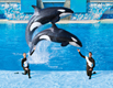 Orlando Sea World